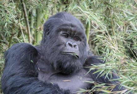 volcanoes-national-park-gorilla.jpg