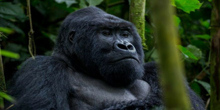 bwindi-impenetrable-national-park-gorilla.jpg