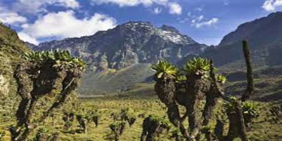 Rwenzori-mountains-peak.jpg