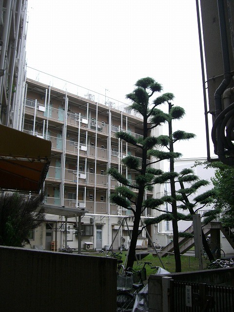 中庭。市街地住宅では珍しく、敷地が別になった遊園があります