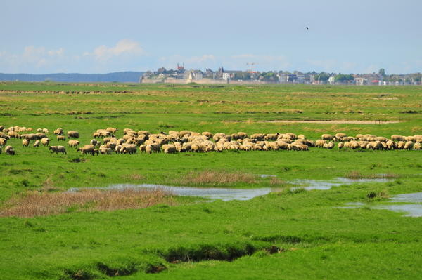 les moutons des prés salés dans la Baie de Somme