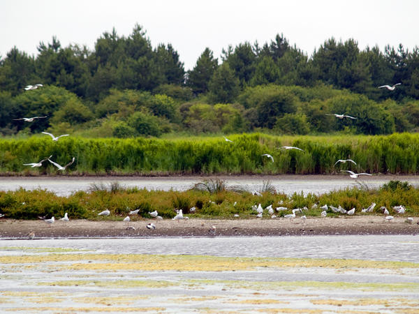 le Parc du Marquenterre et la découverte des oiseaux