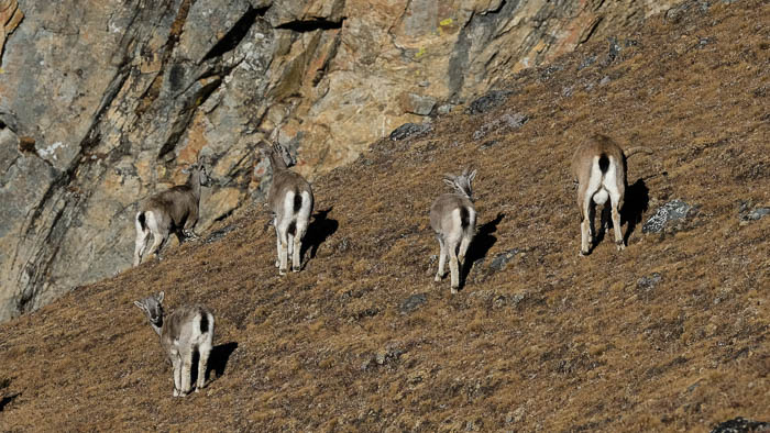 Wilde Blauschafe in Bhutan