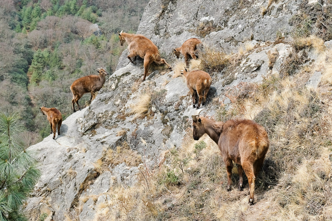 Die Thar leben in Höhenlagen zwischen 2500 und 4500 Metern