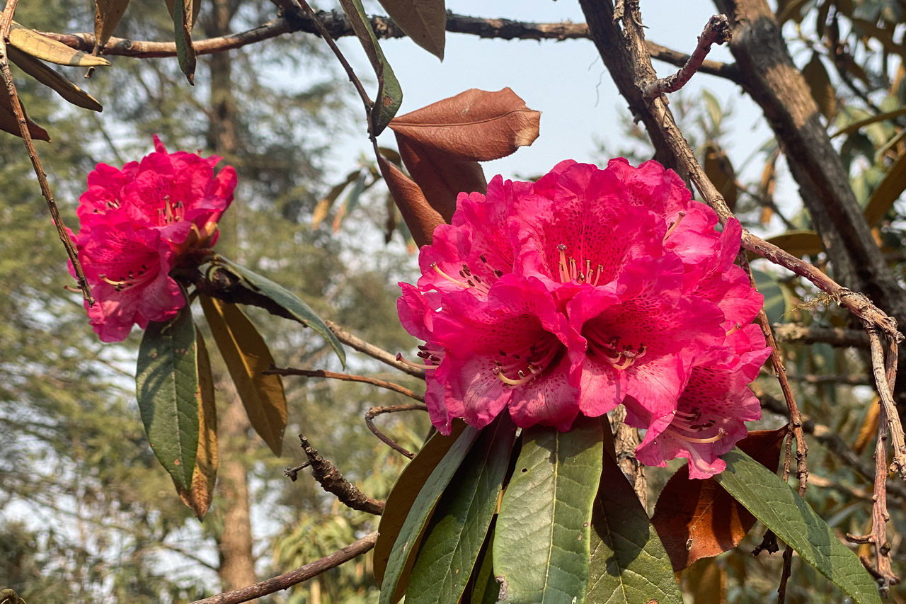 Auf der Höhe von 2500 - 3500 Metern blühen zur Zeit die Rhododendren.