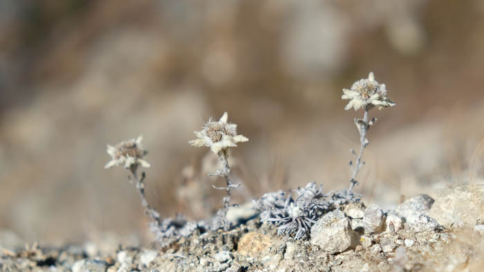 Edelweiss wachsen im Himalaya in Höhenlagen bis 5000 Meter