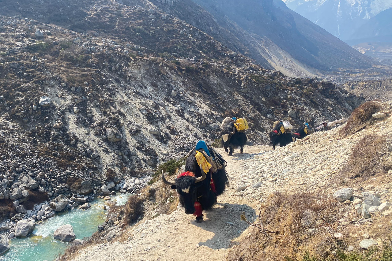 Auf der alten Handelsroute über den Nangpa La wurden die Lasten mit Yaks...