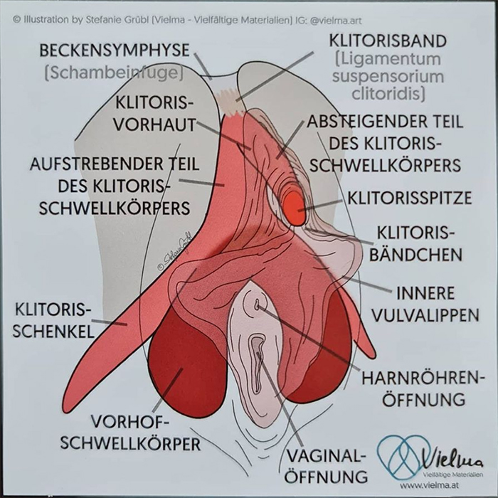 Klitoris Vulva Uterus Vielma Vielfaltige Materialien