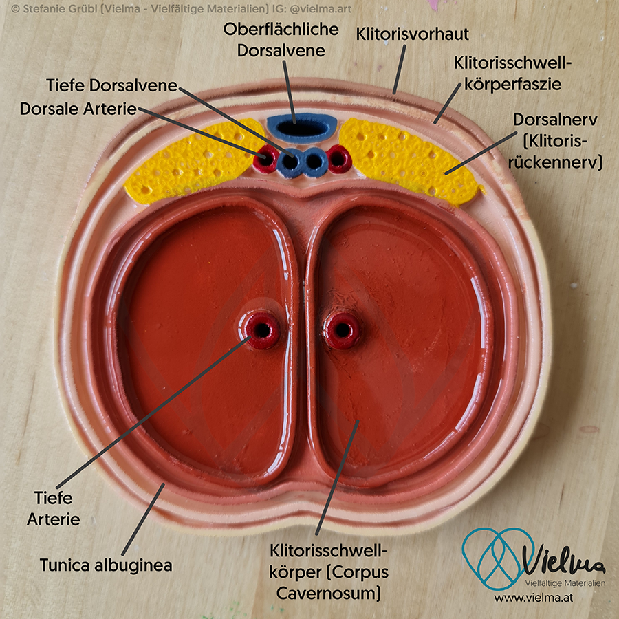 Klitoris Vulva Uterus Vielma Vielfaltige Materialien