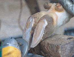 Funktionelle Klauenpflege und mehr für gesundes Wohlbefinden - Klauenpflege Meier