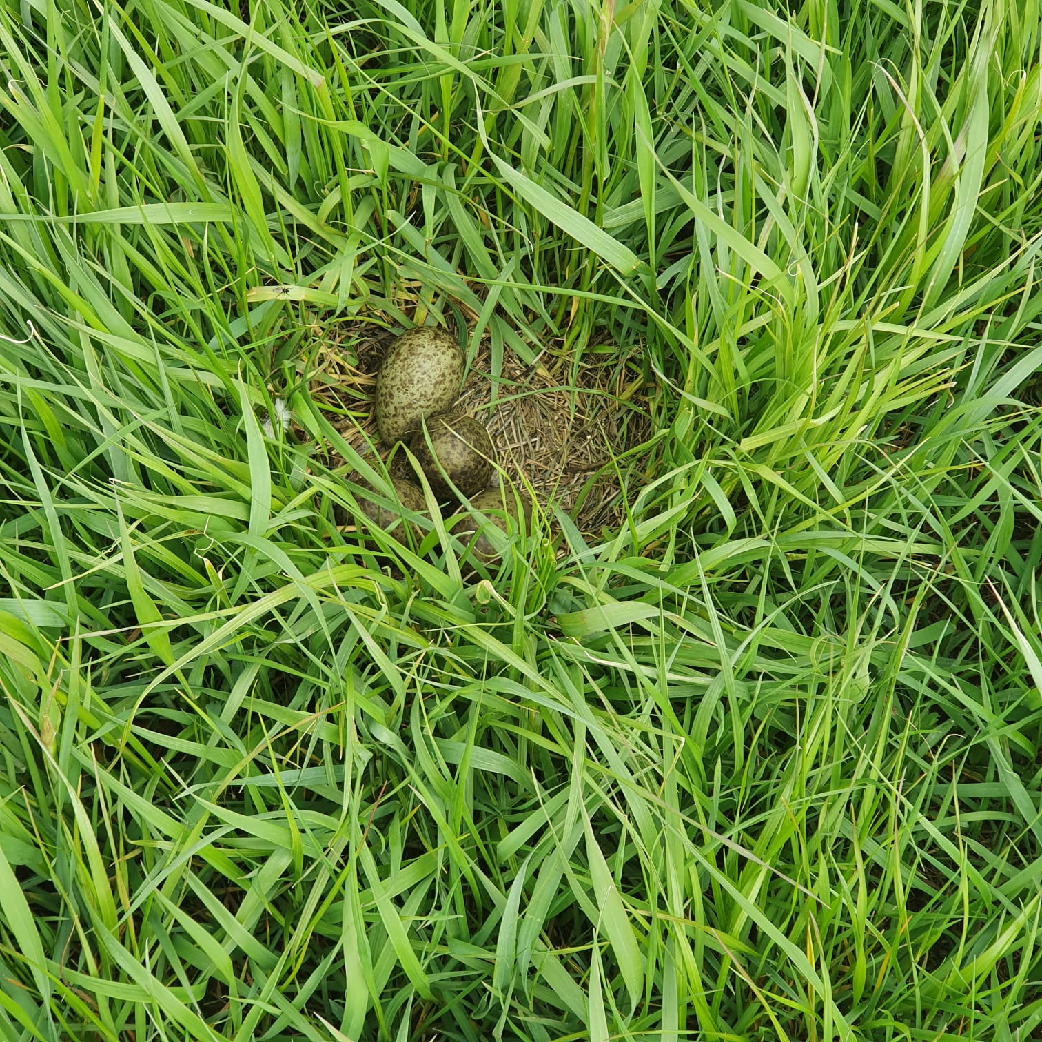 Das Gelege des großen Brachvogels ist gut versteckt auf einer Grünlandwiese (Foto: Tatiana Bednarikova)