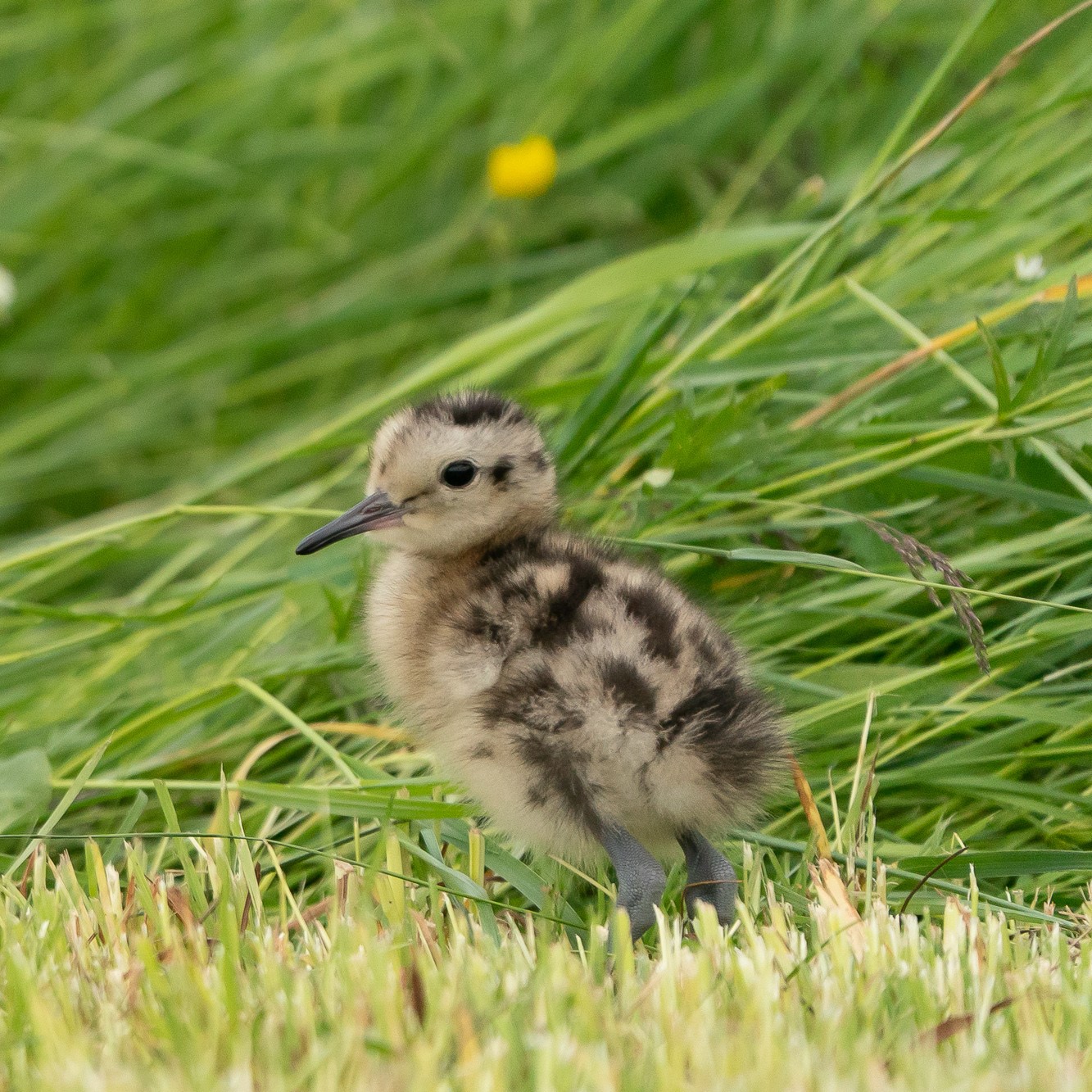 Junger Brachvogel (Foto: Stefan Hannabach)