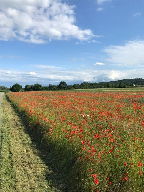 Blühwiesen sind in der Agrarlandschaft wichtige Verbundelemente (Foto: Michael Schrüffer)
