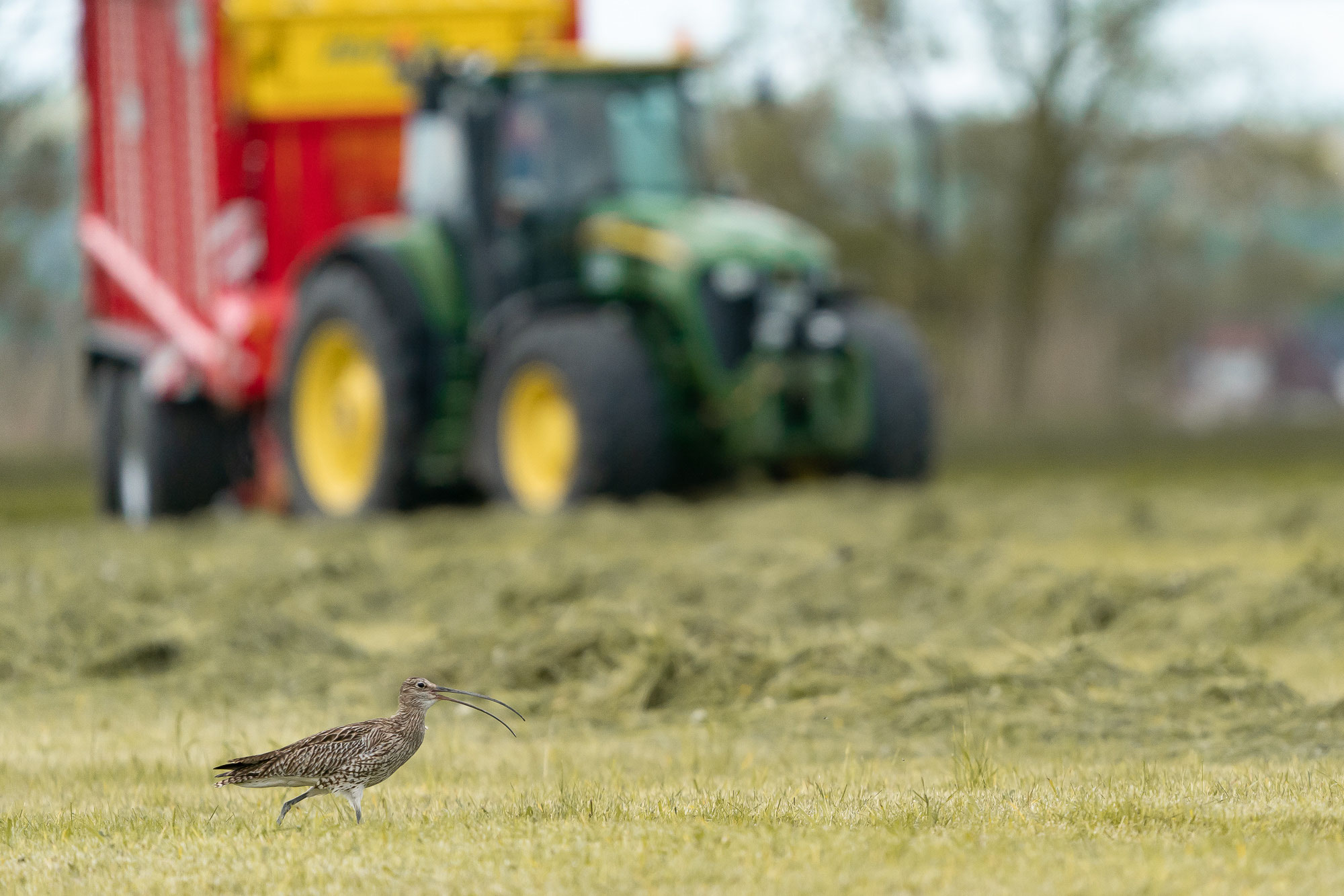 Adulter Brachvogel (Foto: Stefan Hannabach)