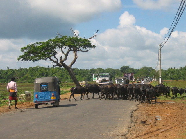 En route vers "Uda walawe National Park"