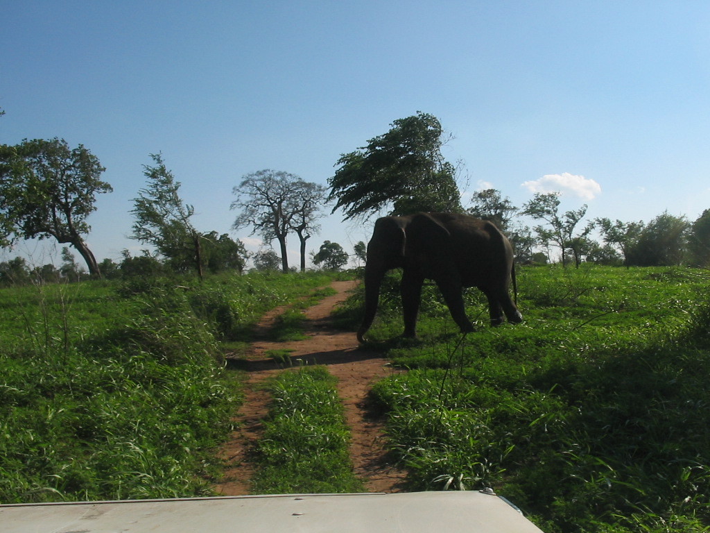 Vieil éléphant solitaire
