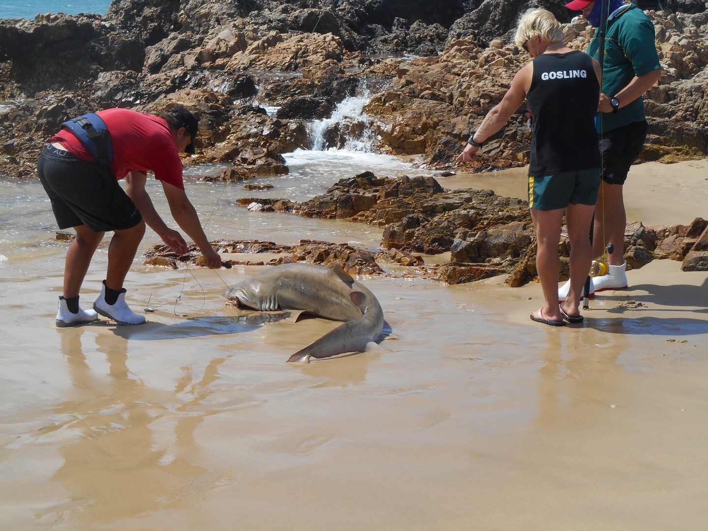 Il pêche un requin.... 