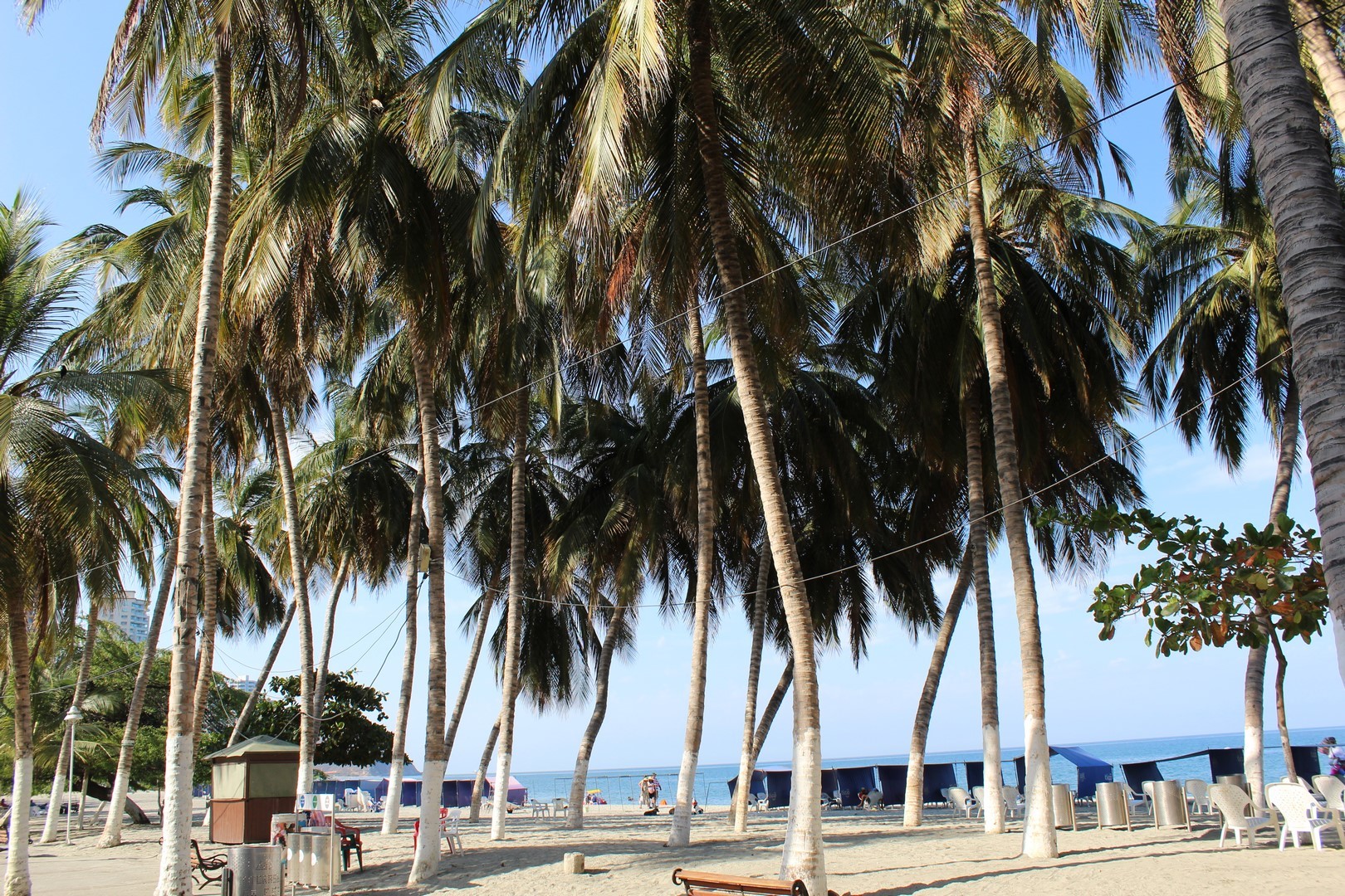 Une plage de sable fin et  cocotiers
