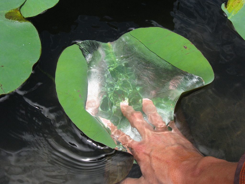 Feuille de lotus