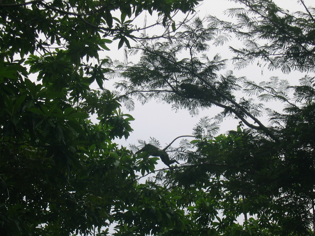 Singes d'ans l'arbre