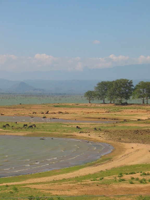 Un air d'Afrique en plein Sri lanka !