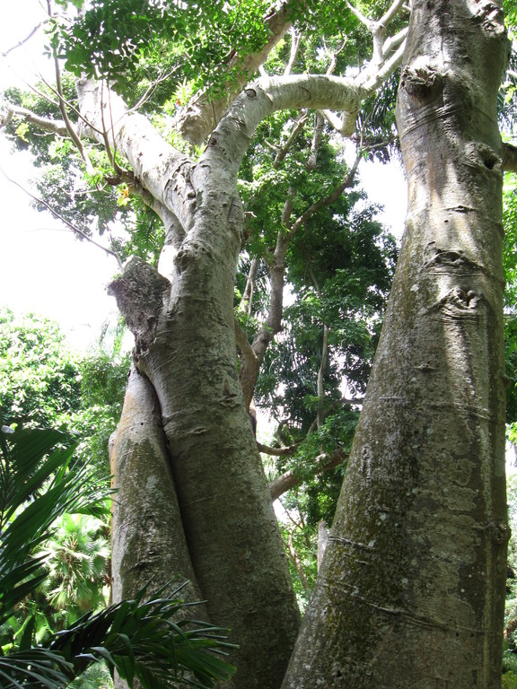 L'arbre du mariage... (mais que fait l'autre à côté?)