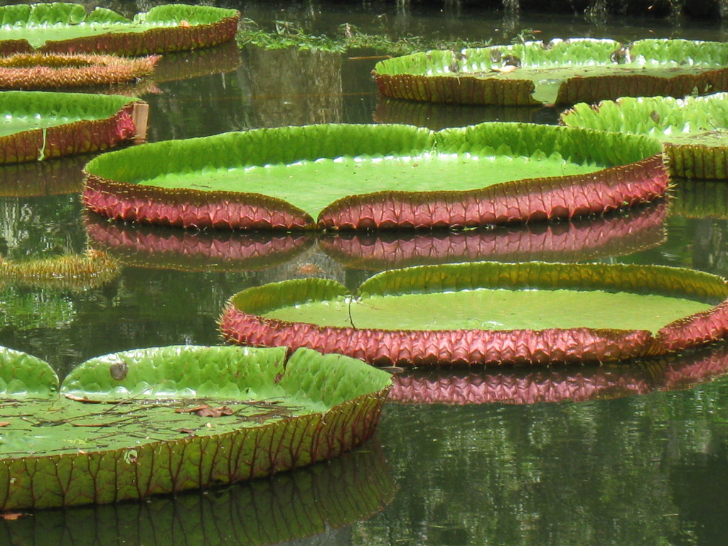 Jardin de pamplemousse, les nénuphars géants 