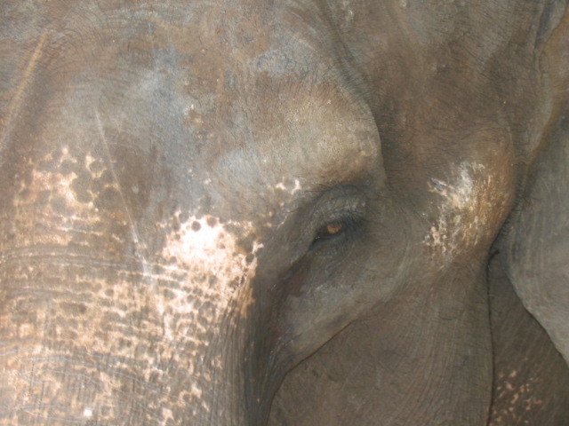 Elephant à Pinnawela