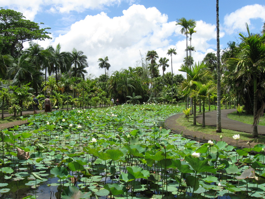 Le bassin aux lotus