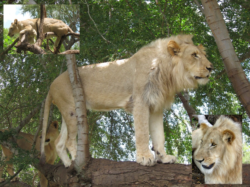 Lions à Casella 