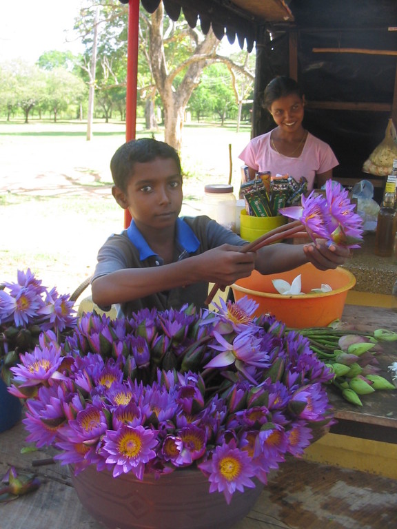 Vente de fleurs de lotus