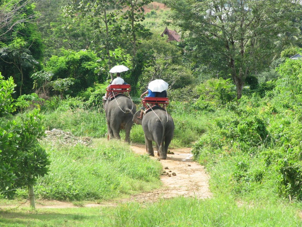 L'incontournable sortie éléphant
