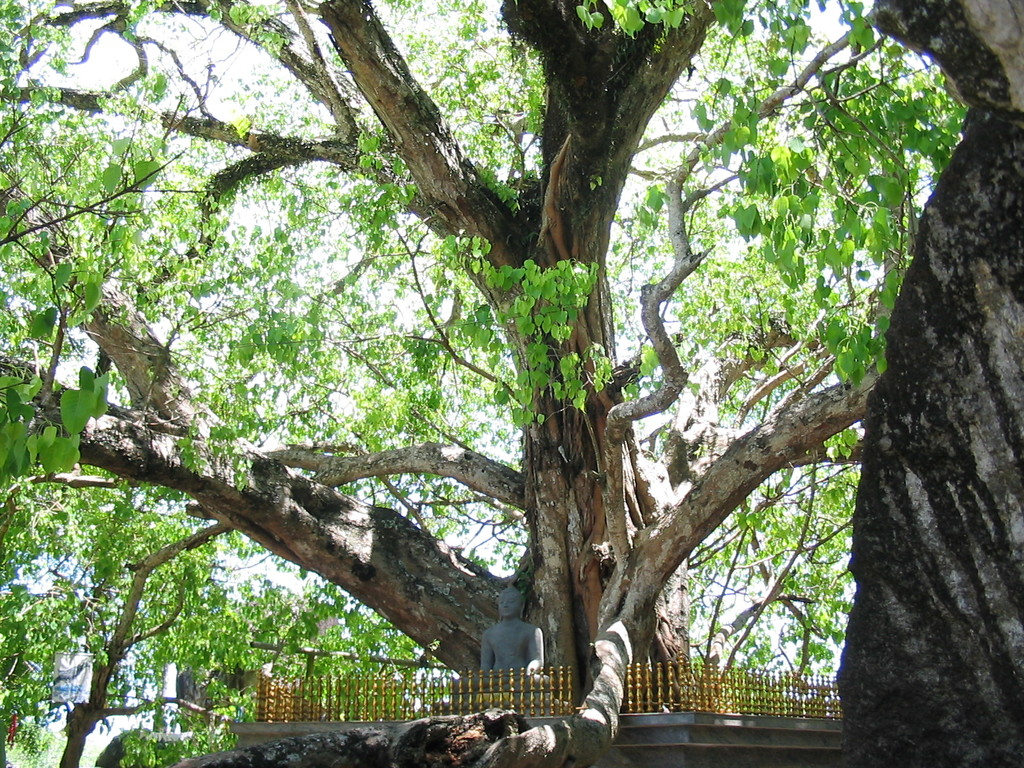 Bouddha sous l'arbre