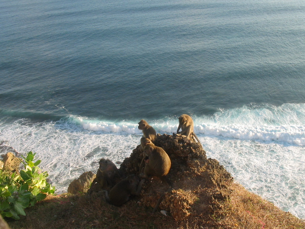 Les singes chapardeurs d'Uluwatu