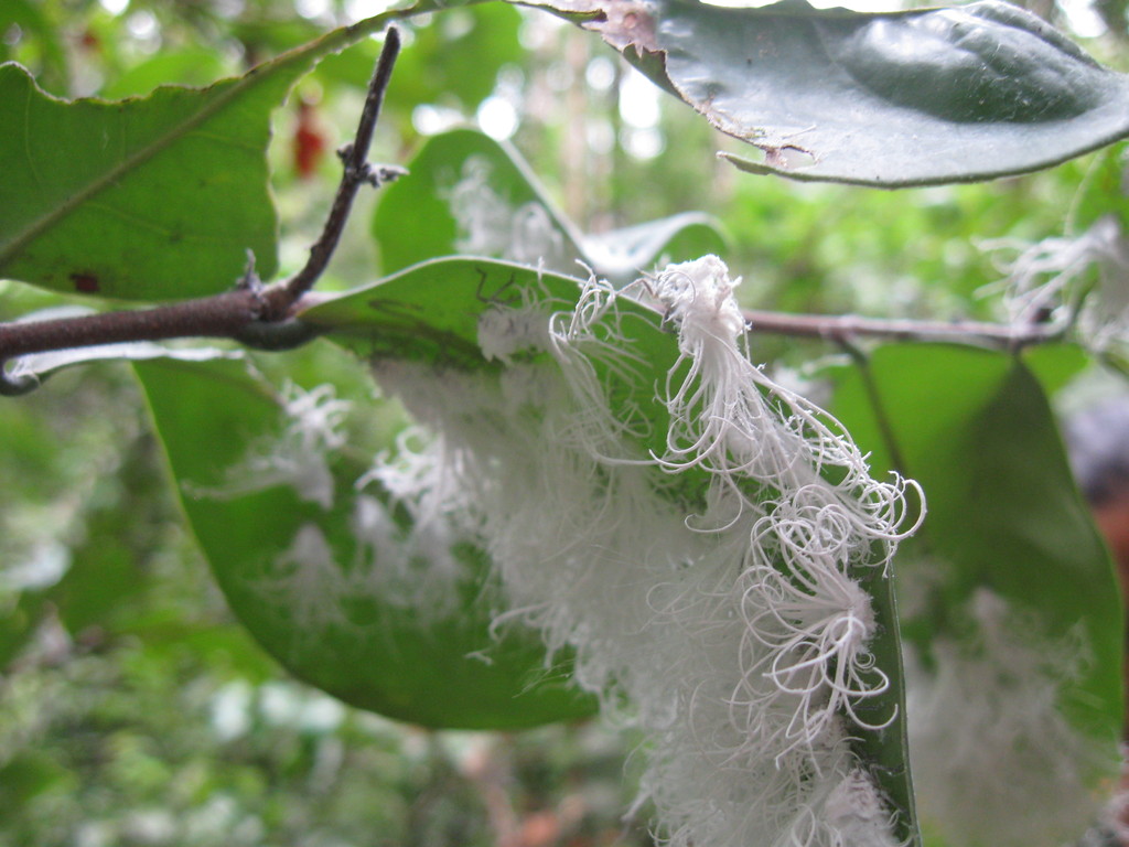 Des araignées blanches qui font des sauts de puces !!!!