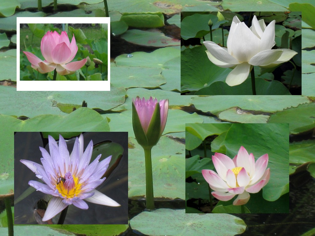 Jardin de Pamplemousse, lotus et nymphéa