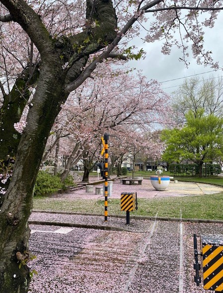 桜絨毯