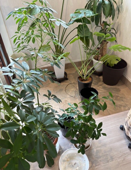 総植え替え