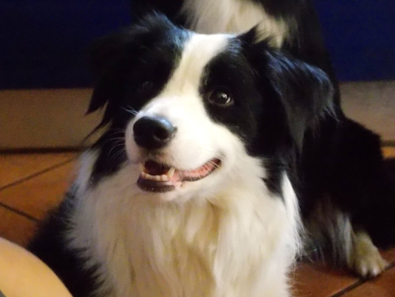 Allevamento border collie Corbetta, Milano Lombardia, cuccioli Benvenuti su bordercrew Allevamento border collie Corbetta, Milano Lombardia, cuccioli Benvenuti su bordercrew