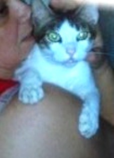 TATO, PRECIOSO GATO DE 1 AÑO APROX. MUY MIMOSO Y CARIÑOSO, CASTRADO