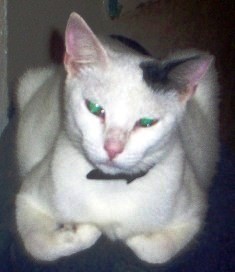 COPITO, HEMBRA DE 3 AÑOS, SOCIABLE Y CARIÑOSA, AUNQUE INDEPENDIENTE, ESTERILIZADA