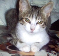 LALA, PRECIOSA HEMBRA DE POCO MAS DE UN AÑO RESCATA DE COLONÍA DE UN CAMPING, ESTERILIZADA ¡¡RESERVADA!!