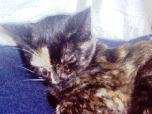 CATTY CAT, PRECIOSA HEMBRITA DE 1 AÑO APROX. CARIÑOSA, ESTERILIZADA
