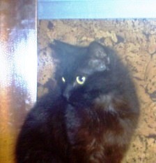 NINA, HEMBRA ANGORA NEGRA RESCATADA DEL ABANDONO JUNTO A SU CAMADA, SOBRE UN AÑO DE EDAD. ESTERILIZADA