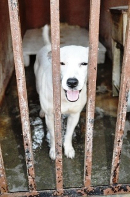 BLANCO, ADOPTADO