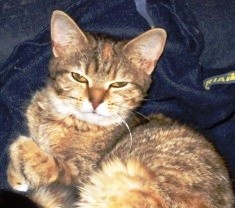 ASIA, CARIÑOSA Y MUY DULCE, CRUCE DE PERSA, ESTERILIZADA