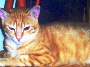 COCKE, GATO DE UN AÑO RESCTADO DE PERRERA DE CÁDIZ, CARIÑOSISIMO. 1 AÑO APROX. PRECIOSO. CASTRADO