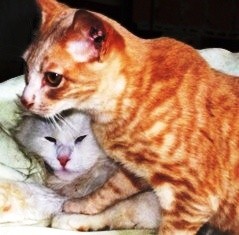 TELMO, GATITO EGIPCIO DE 1 AÑO DE EDAD APROX. EXTREMADAMENTE CARÑOSO Y DÓCIL. CASTRADO
