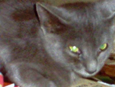 PERLA, GATITA AZUL RUSA, 1 AÑO, ESTERILIZADA, CARIÑOSISIMA