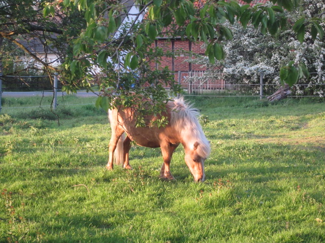 Shetlandpony, Stute - Marisa - von Sonja R.